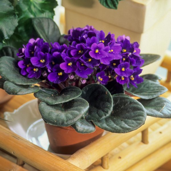 african violet in houston